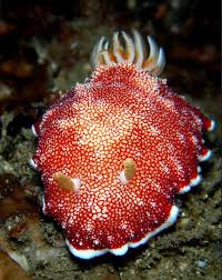 Kết quả hình ảnh cho sên biển