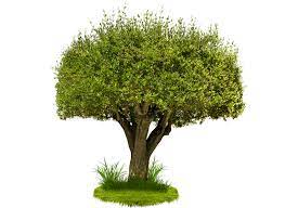Tree Png Hy By Moonglowlilly On Deviantart Tree Willow Tree Wedding Evergreen Tree Tattoo