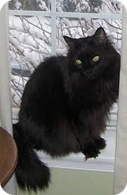 Pin By Judith Paterson On Fur Kids That Need A Loving Home Or Fosters Beautiful Cats Cats Cats And Kittens
