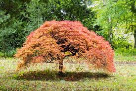 Maybe you would like to learn more about one of these? Best Dwarf Trees Best Trees Under 10 Feet For Small Yard Spaces