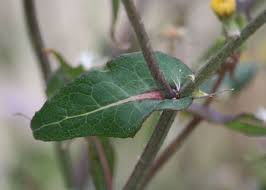 Image result for Sonchus schweinfurthii