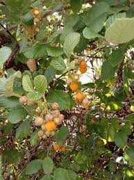 Image result for Rubus ellipticus