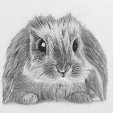Konijn Pencil Drawings Drawings Art