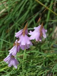 Image result for Dierama formosum × plowesii