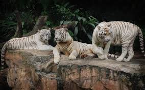 صو نمور بيضاء الببر الابيض الملكي موقع صور يومصر White Tiger Tiger Pictures White Tiger Pictures