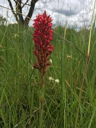 Image result for Disa welwitschii