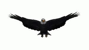Eagle Soar Gif Eagle Soar Wingspread Discover Share Gifs Eagle Soaring Green Screen Images Good Morning Beautiful Gif