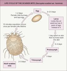 Image result for Sarcoptes scabiei life cycle