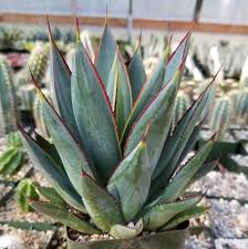 See more ideas about cacti and succulents, cactus, succulents. Cow S Horn Cactus Exotic Succulent Spiky Seed 5 Seeds Euphorbia Grandicornis