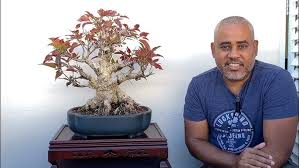 Image result for Ficus ingens