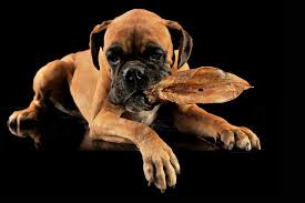 Puppies are more susceptible to digestion problems, infection and illness, so you must watch for added chemicals and unhealthy ingredients. Are Pig Ears Safe For Boxers Boxer Dog Diaries