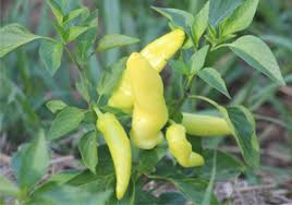 Select your city to see how the current weather in your area affects the placement of hungarian wax pepper in your home 🏡. Chili Peppers Hungarian Yellow Wax Organic Buy Online