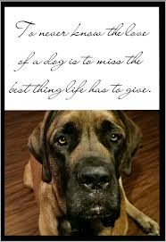 Unconditional Love Of A Dog Dog Mastiff Englishmastiff Mastiffs Dog Poems Mastiff Dogs