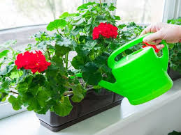 Image result for foto muškáty