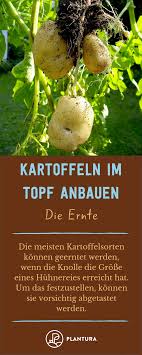 Kartoffelanbau Im Blumentopf Fur Den Kleinen Garten Oder Die Terrasse Plantura Kartoffeln Wachsen Kartoffelanbau Anbau