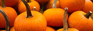 When To Plant Pumpkins In Texas Plants For All Seasons Since 1973