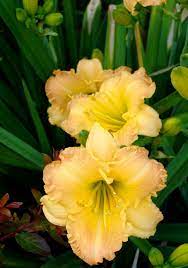 Jedi Irish Spring Daylilies Day Lilies Lily Plants Beautiful Flowers