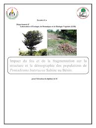 Image result for Synsepalum passargei