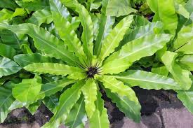 Image result for Asplenium gemmiferum