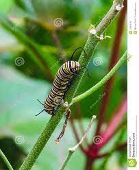 Primer De Una Oruga Negra Y Amarilla De La Mariposa Foto De Archivo Imagen De Oruga Verano 115878786