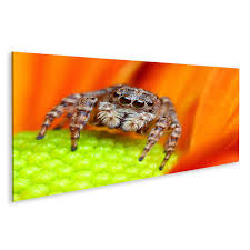 islandburner Bild auf Leinwand Springende Spinne Blume Bilder Wandbilder  Poster : Amazon.de: Küche, Haushalt & Wohnen