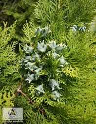 Click here to find out more. Platycladus Orientalis Aurea Nana Thuja Or Aurea Nana Lebensbaum Morgenlandischer Lebensbaum Aurea Nana