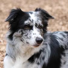 A big part of welcoming a puppy into your family home is being ready for the commitment down the road. Blue Merle Border Collie Rising Sun Farm