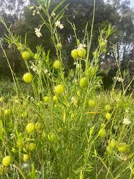 Image result for Schizocarphus nervosus