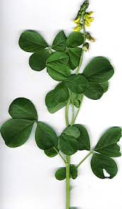 Image result for Crotalaria distans