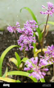 Image result for Tulbaghia fragrans