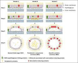 Animal cells contain membrane vesicles called lysosomes, filled with enzymes that can degrade proteins (2 pts) a. Outer Membrane Vesicles For Vaccination And Targeted Drug Delivery Abstract Europe Pmc