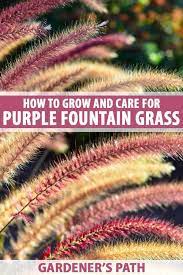 How To Plant Grow And Care For Purple Fountain Grass Gardener S Path Fountain Grass Grasses Landscaping Grass