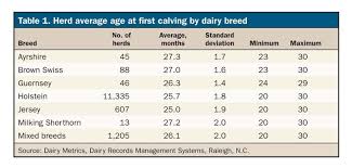 are your jersey heifers calving in too old abs dairy