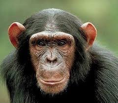 Chimpansee Grappige Apen Dierenhumor Prachtige Dieren