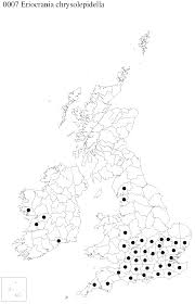 Image result for Scrobipalpula diffluella