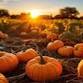 PUMPKIN PATCH TIME IS HERE!!