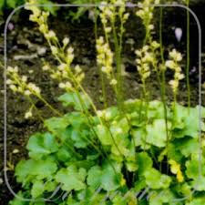 Image result for Heuchera cylindrica Greenfinch