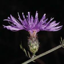 Image result for Hirpicium gracile