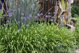 Image result for Agapanthus inapertus