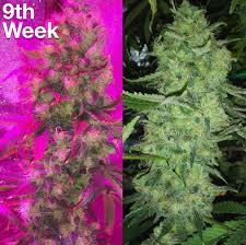 We review the newest 2021 models of hlg, ledtonic, viparspectra, and update on mars hydro and spider farmer. 275 Grams 12 Plants Grow In 3x3 Tent With Sn300 Led Grow Lights Thcfarmer Cannabis Cultivation Network