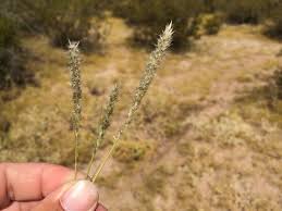 Image result for Enneapogon desvauxii