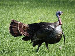 Birds Of Southern Illinois Wild Turkey Southern Illinois Birds Photo By Jon Williams Southern Illinois Photo Wild Turkey