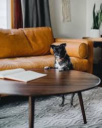 Amoeba Wild Walnut Coffee Table Tan Sofa Coffee Table Walnut Coffee Table