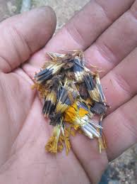 How to grow marigold from seeds in india. Growing Marigolds By Seed Information About Marigold Seed Germination