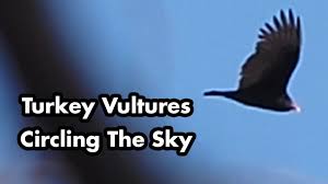 Check spelling or type a new query. Large Turkey Vultures Circling The Sky Youtube