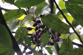 Image result for Monoon