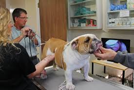 Reproduction Services and ICSB | Hilton Veterinary Hospital