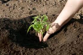 It provides nutrients, mostly in the form of nitrogen and phosphorous (n and p). Which Soil Is Best For Plant Growth Lovetoknow