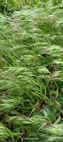 Image result for Bromus  tectorum
