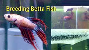 Breed Your Favourite Betts Fish Types In These 10 Easy Steps Bettafish Breeding Toplist Breeding Betta Fish Betta Fish Betta